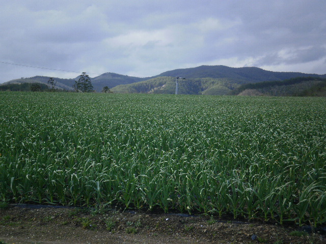 株式会社 丸越  農園だより